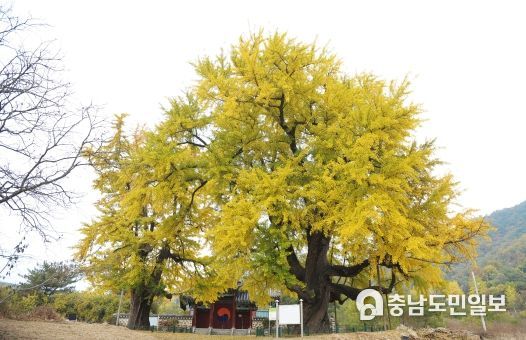 임난수 은행나무(전경)