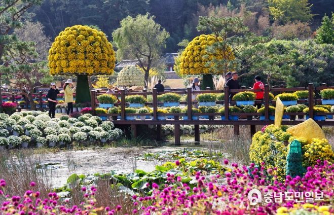 ‘2023년 꽃과 바다 태안 국화축제’ 모습(10월 27일).