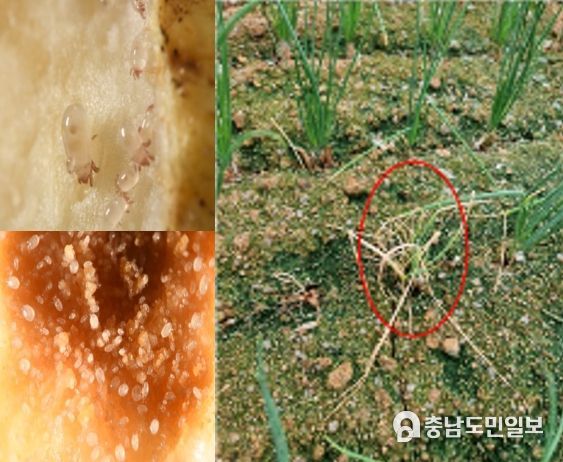 쪽파 뿌리응애 사진 및 피해로 인한 갈변 증상