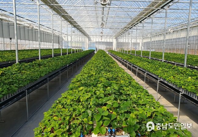 딸기 육묘장 모습