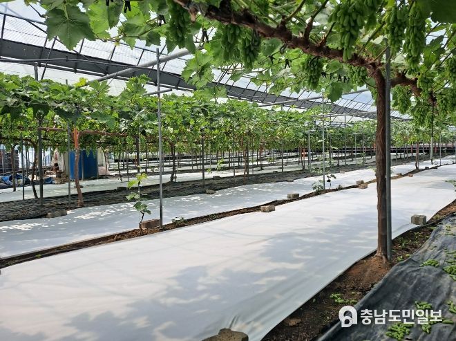 2023년 실증시험 수행 현장모습(포도 다공질 반사필름)