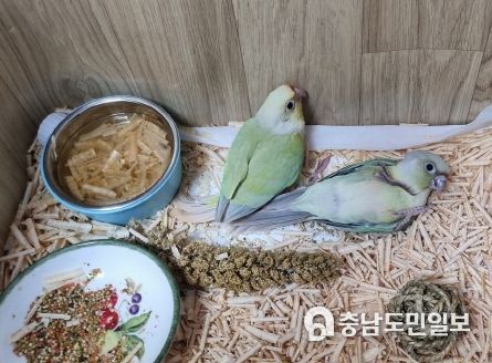 구조된 앵무새