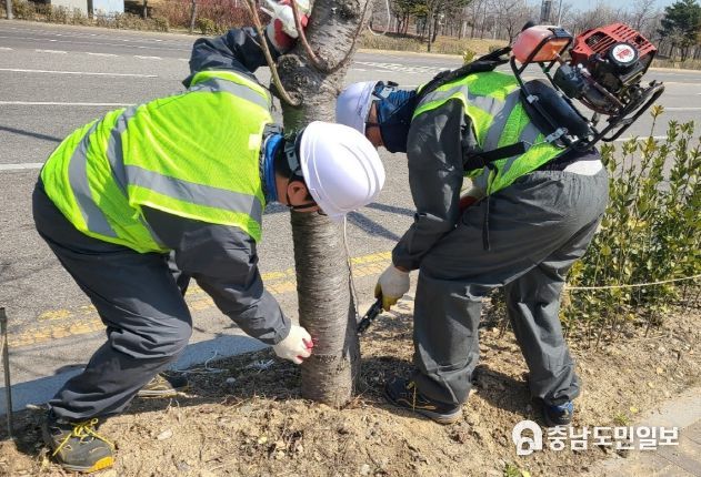 인천 서구, 가로수 미국흰불나방 등 선제적 병해충 방제 실시