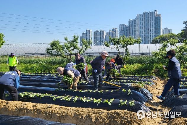 수원시 팔달구 화서1동'사랑으로 꽉 찬 동말고구마' 파종