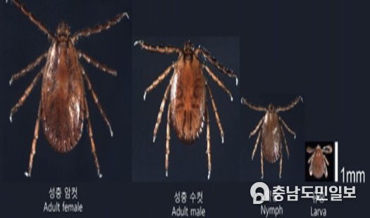 안산시, 야외 활동 시 진드기 매개 감염병 예방수칙 준수 당부