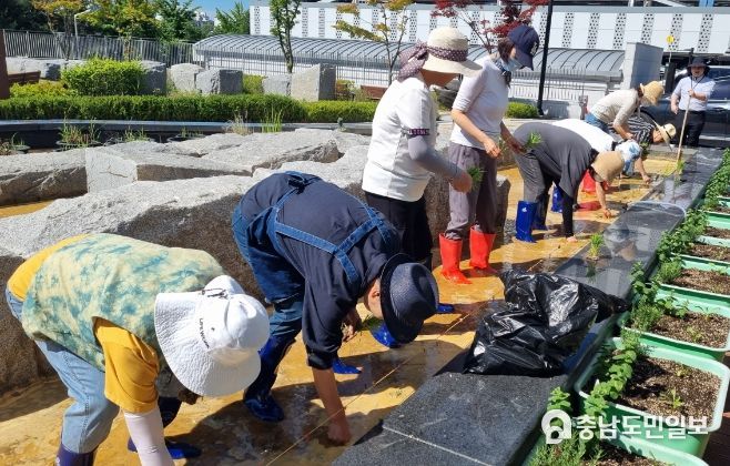 모내기 행사 참여자들이 국립암센터 내 치유정원에서 모를 심고 있다.