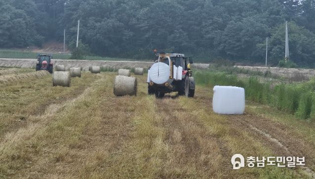 이탈리안라이그라스 수확하는 모습