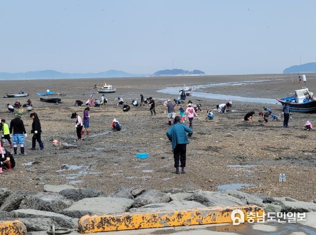 ‘여름 바다 느끼기’를 테마로 ‘7월 가볼 만한 곳’에 선정된 중리어촌체험마을에서 바지락 캐기를 즐기는 관광객