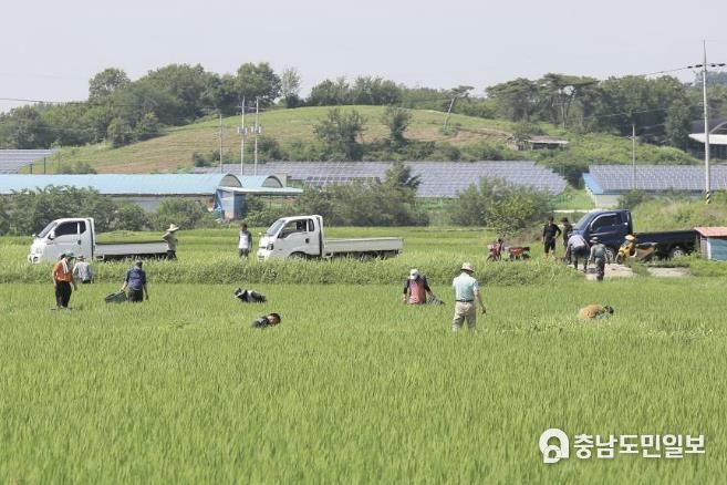 홍성군, 생태계 교란 방지위한 ‘왕우렁이 집중 수거’ 실시