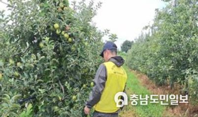 탄저병이 발생한 사과 및 탄저병 예찰 사진