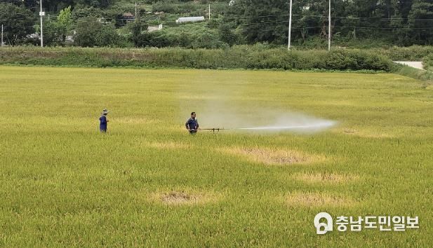 벼멸구 피해 예방을 위해 농가가 약제를 살포하는 모습