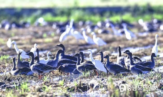 23일 서산시 천수만 일대 백로무리 사이에서 발견된 기러기류