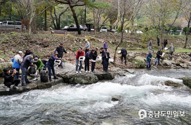 19일 운산면 용현계곡 일원에서 진행된 다슬기 방류행사