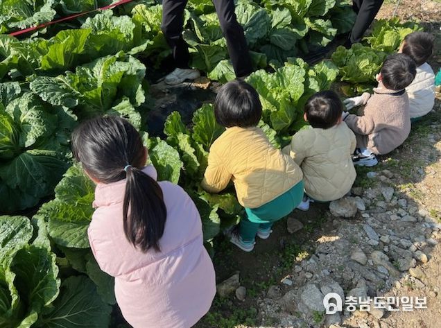 드림텃밭에서 키운 배추, 따뜻한 정을 나눠 드려요_텃밭체험